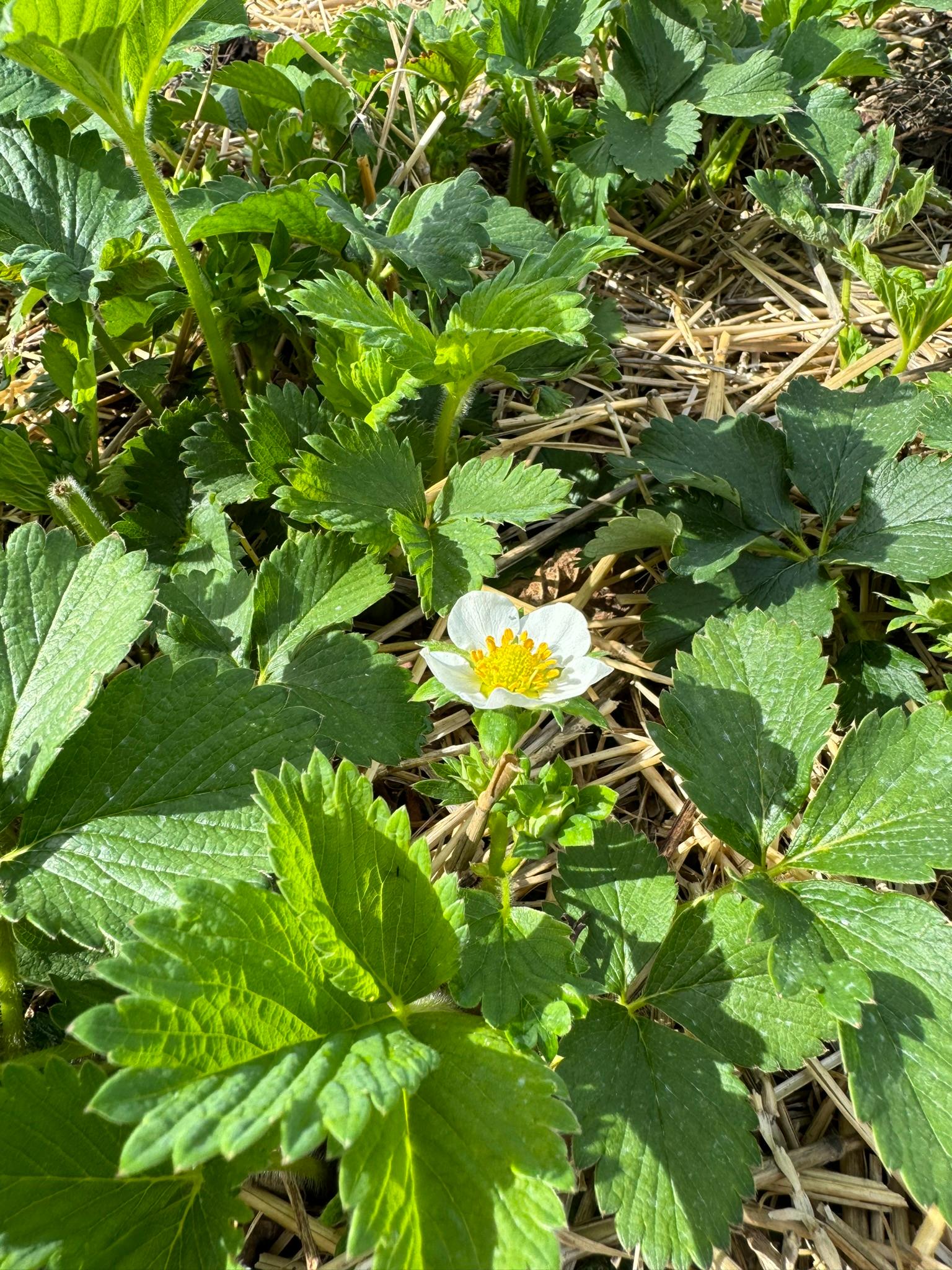 Strawberry_Flower_Spicers_May6_2024.JPEG