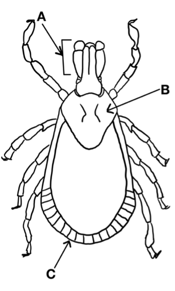 Basic hard tick morphology