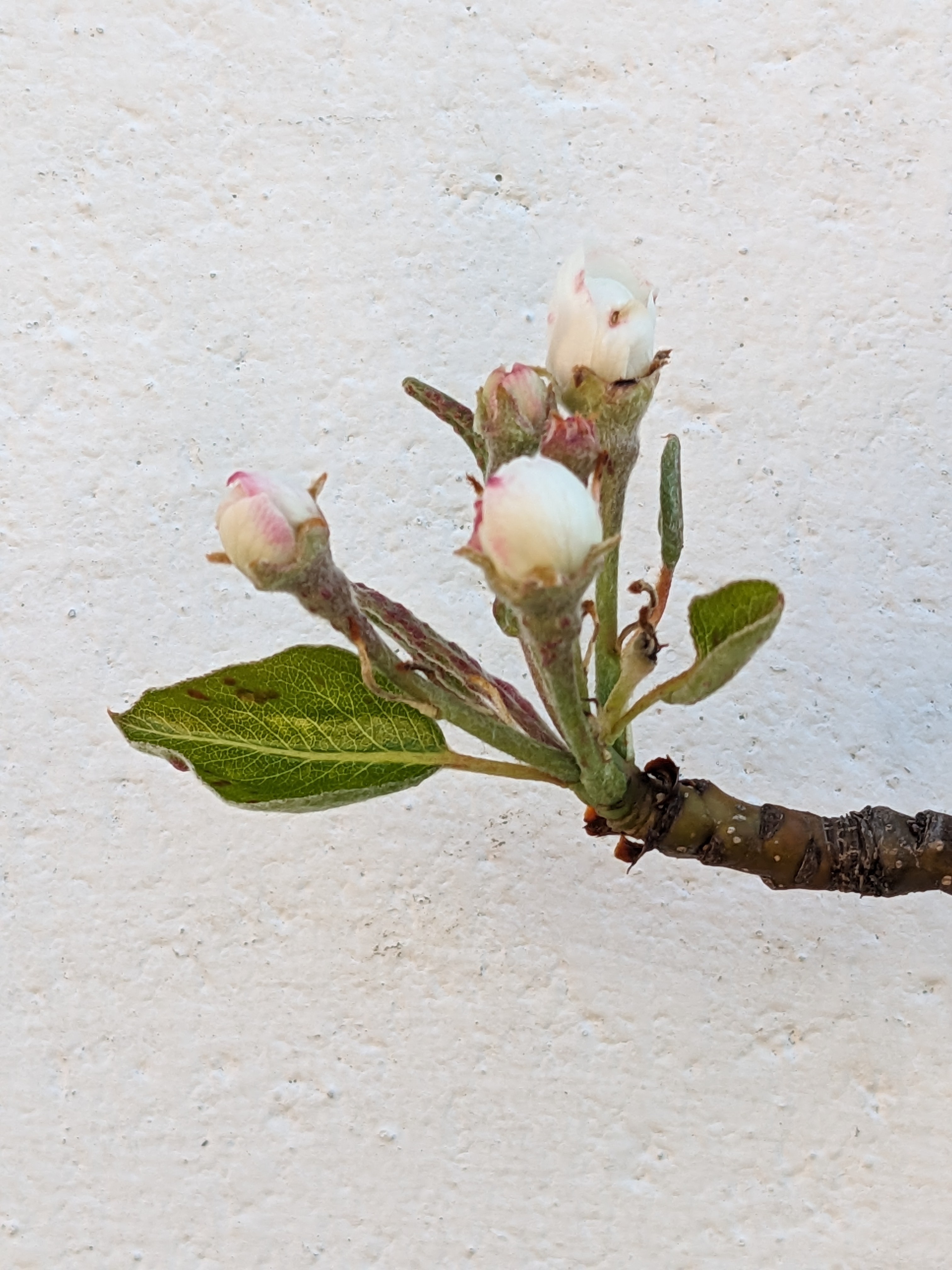 Pear_Bartlett_Isaacs_April22_2025.jpg