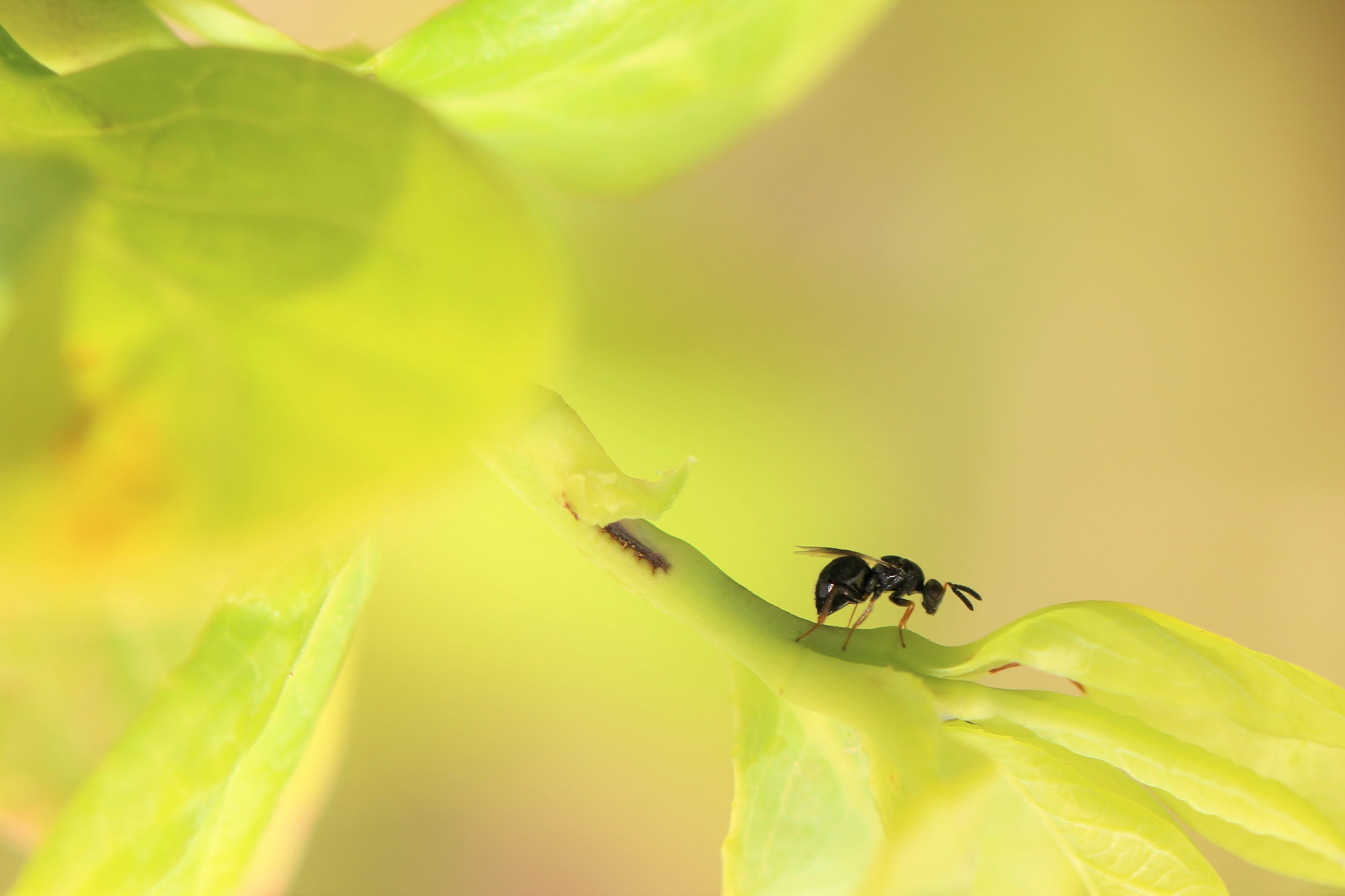 Close up of blueberry stem gall wasp laying eggs