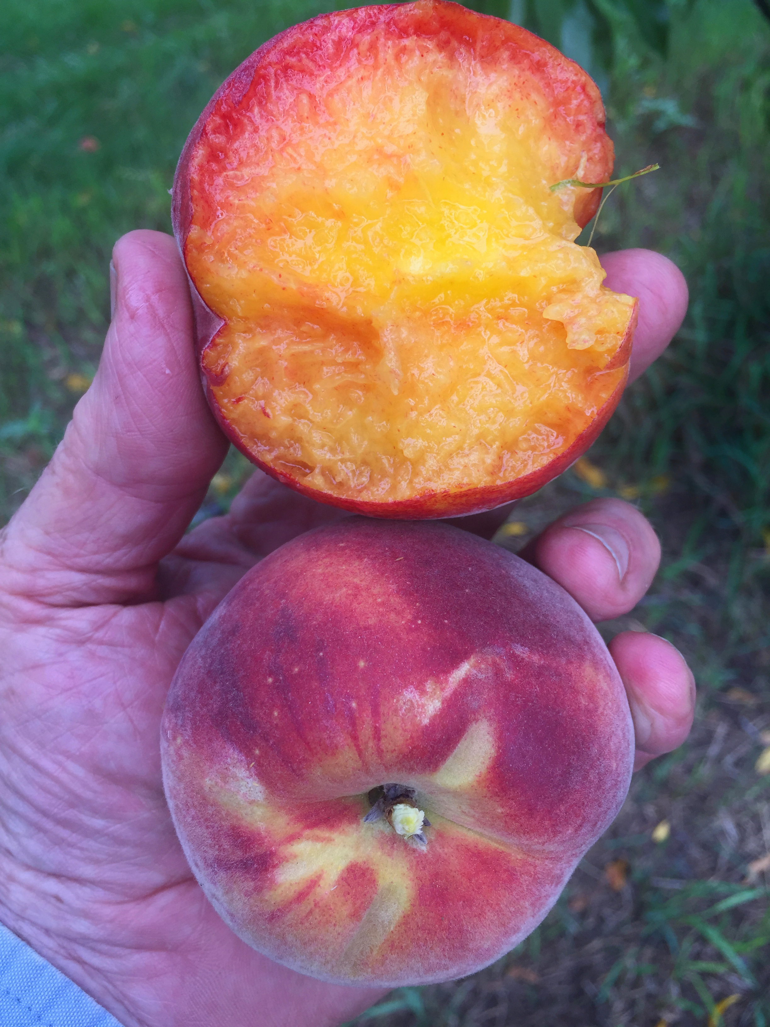 Peaches cut open and red color bleeding into the flesh.