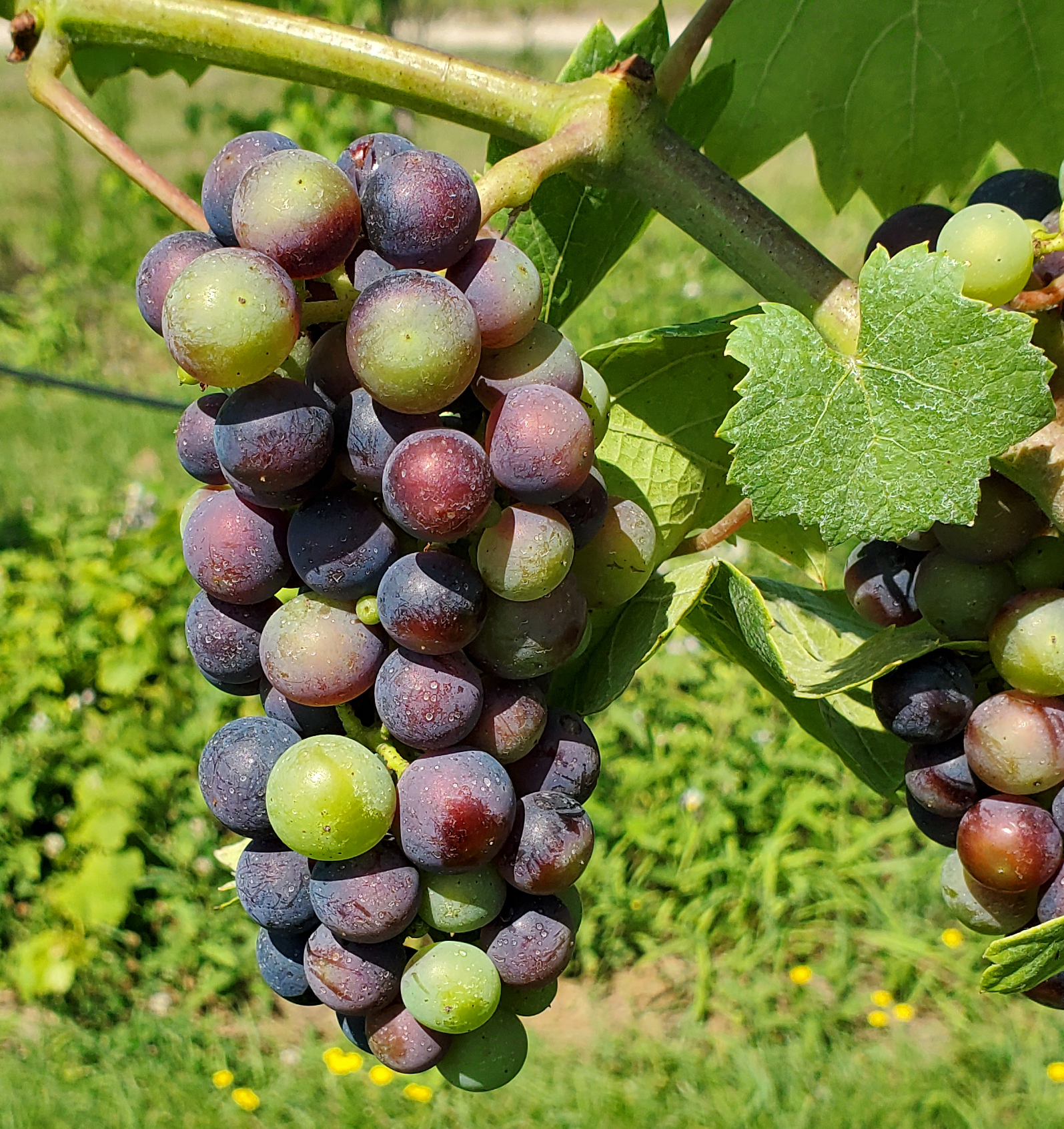 Grapes hanging from a tree.
