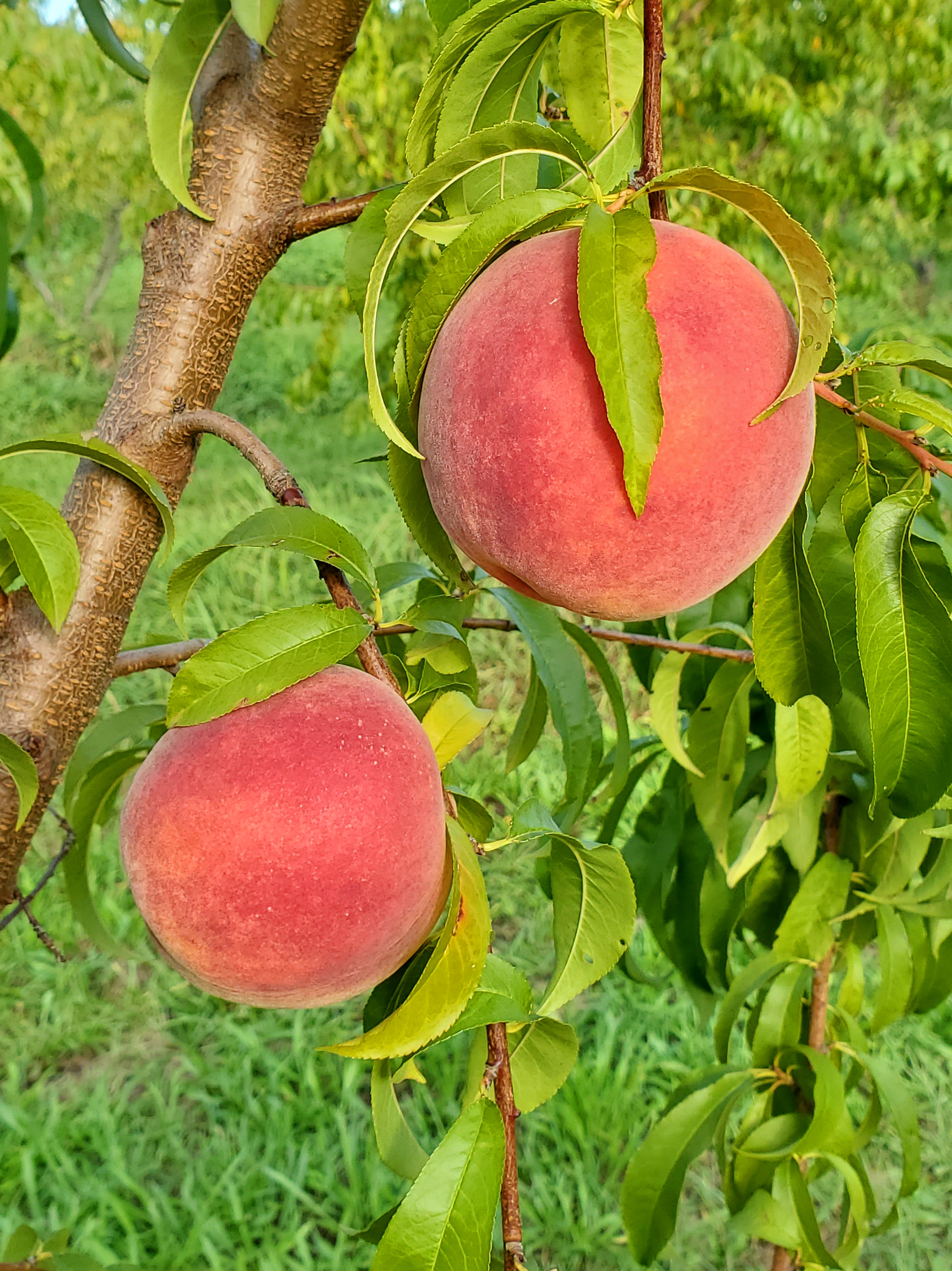 Peaches hanging off a tree.