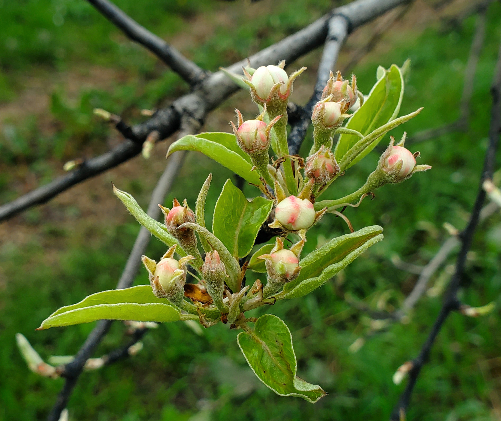 Pears blooming.