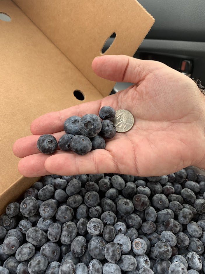 A hand holding blueberries.
