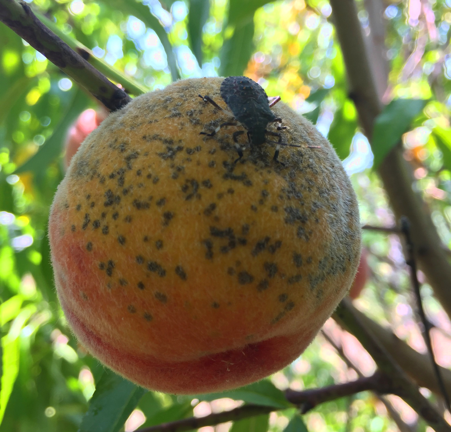 Peach with scab
