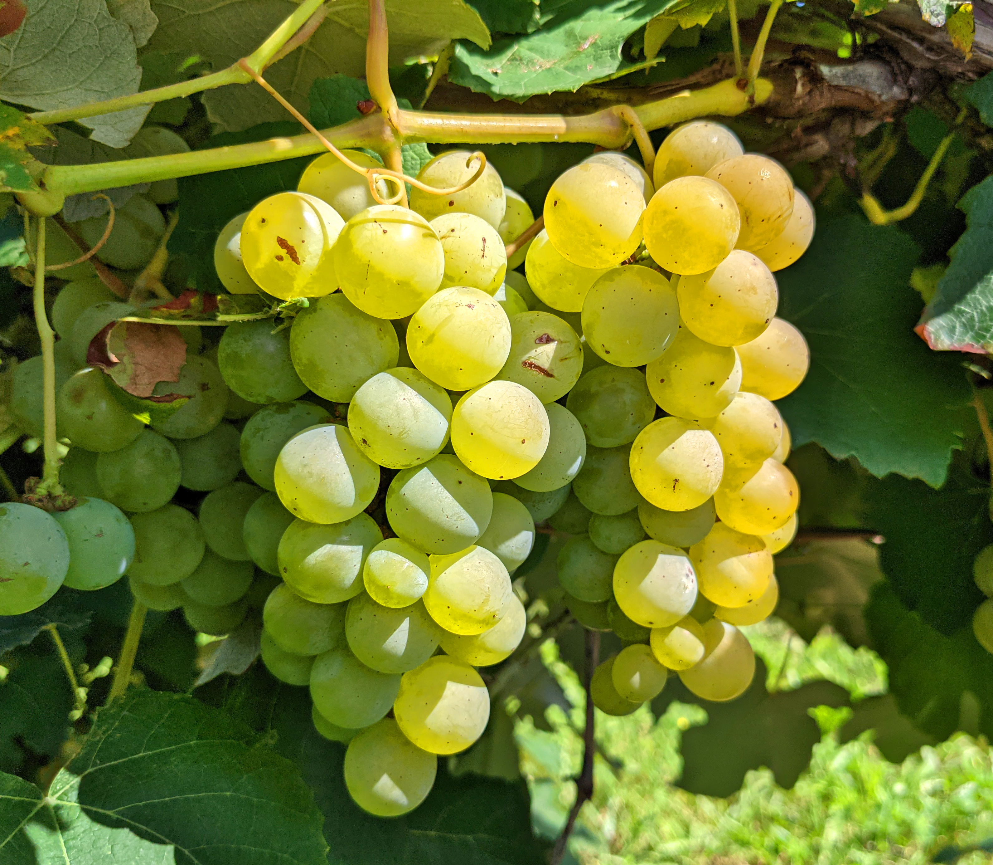 Niagara grapes in a bunch.