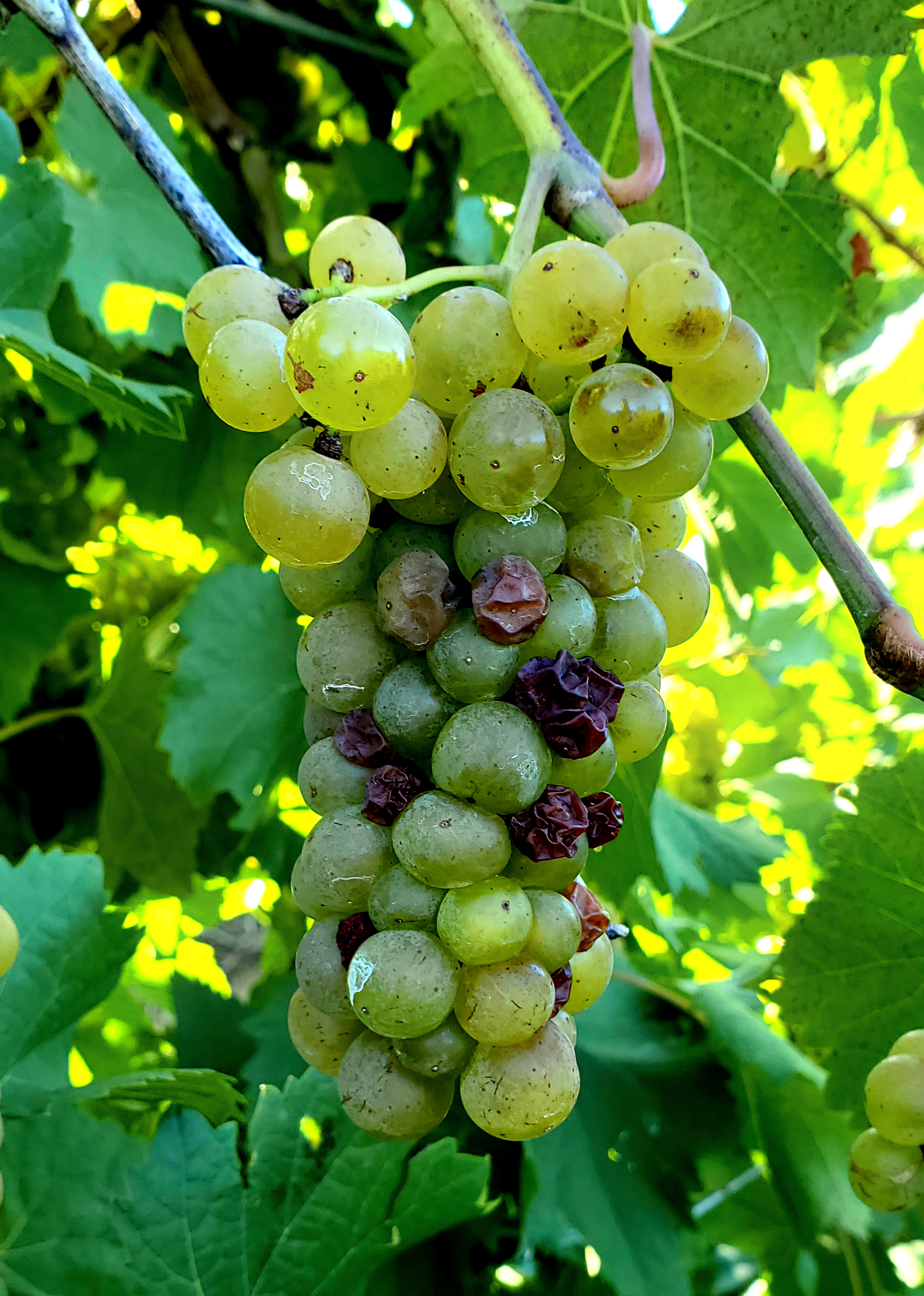 Vignoles with cluster rot