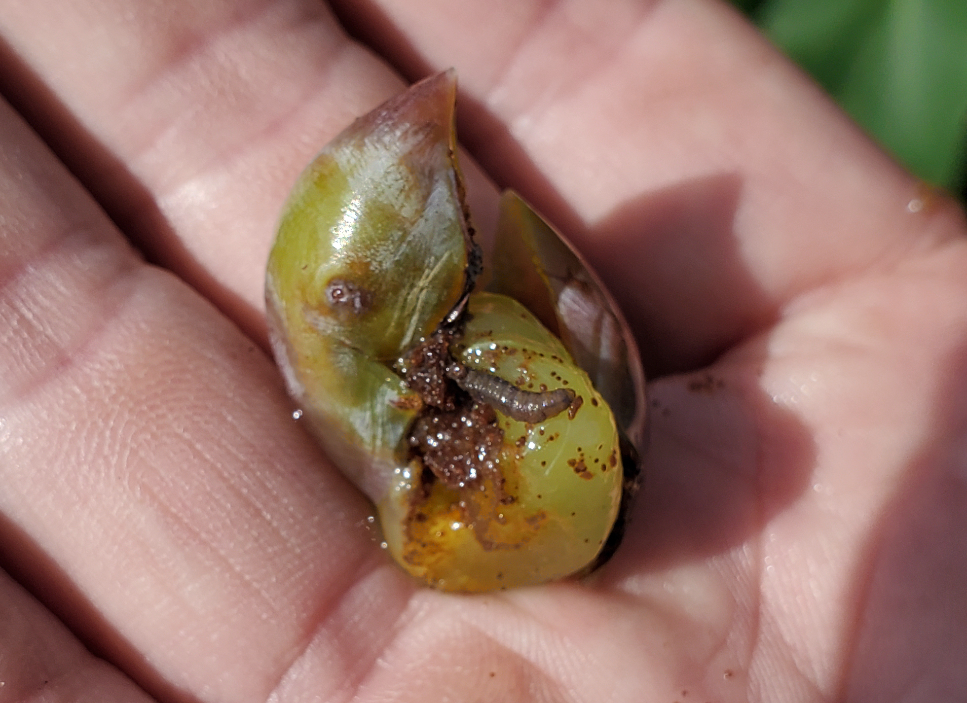 A hand holding a grape berry moth larva.