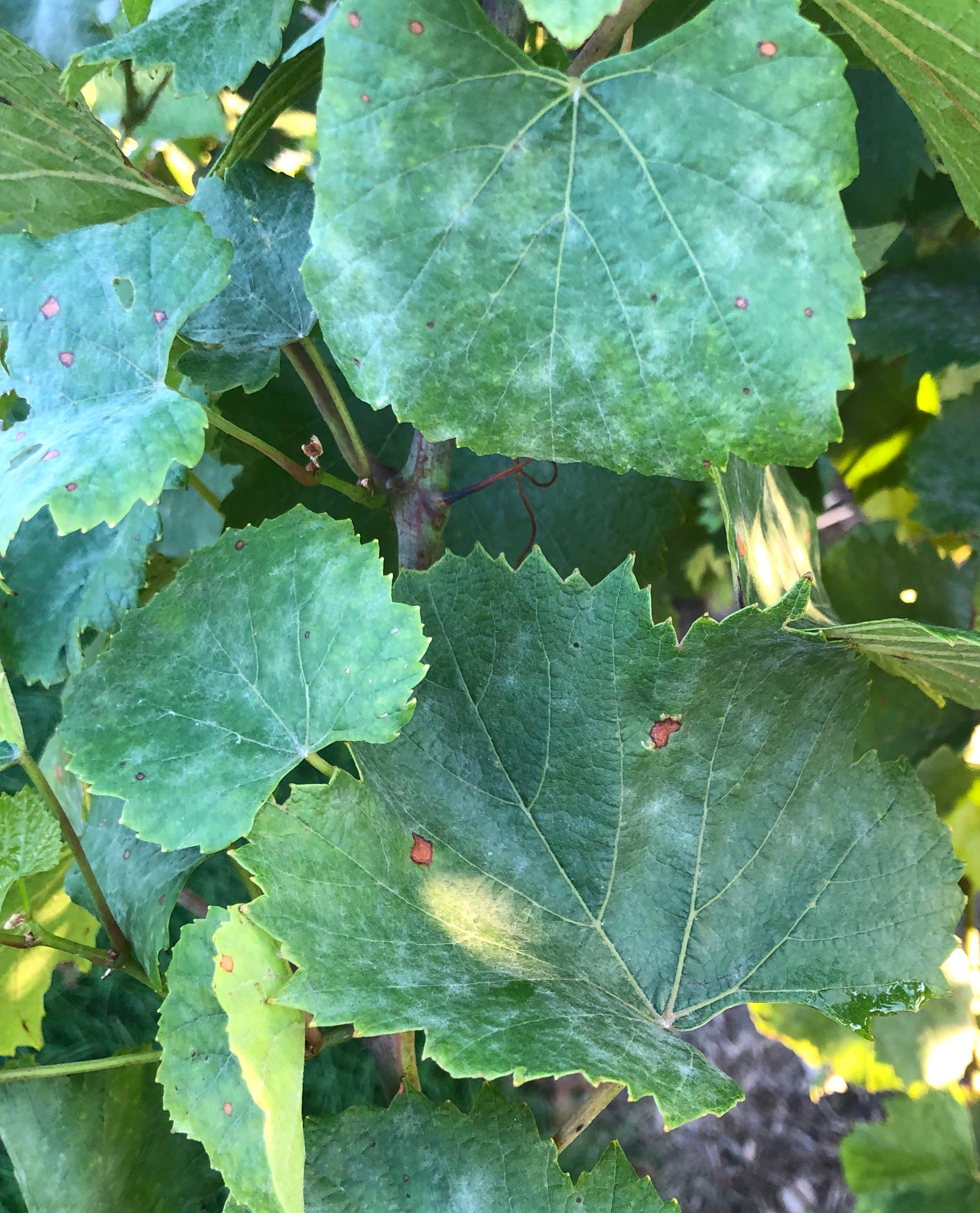 Powdery mildew symptoms on grape leaf.