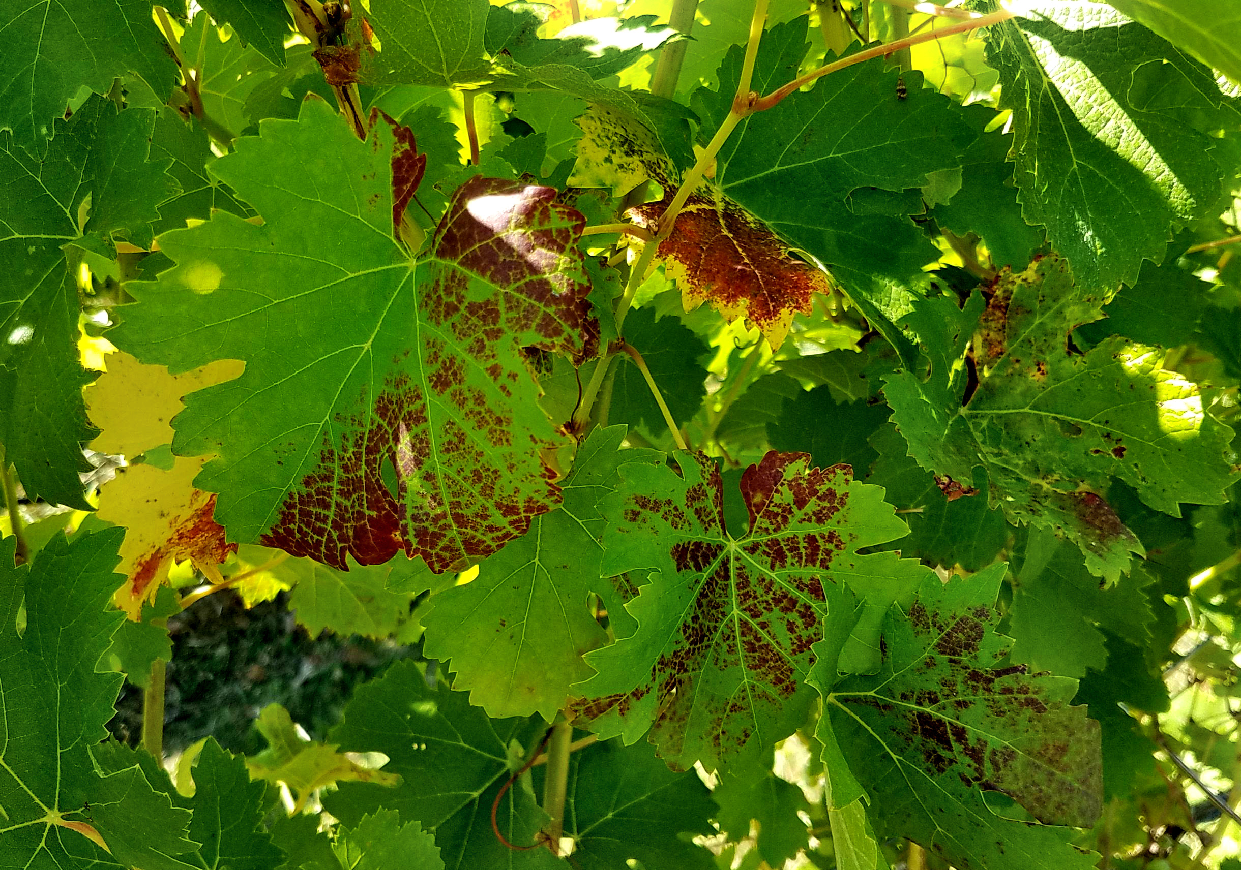 Symptoms of a grapevine leafroll virus