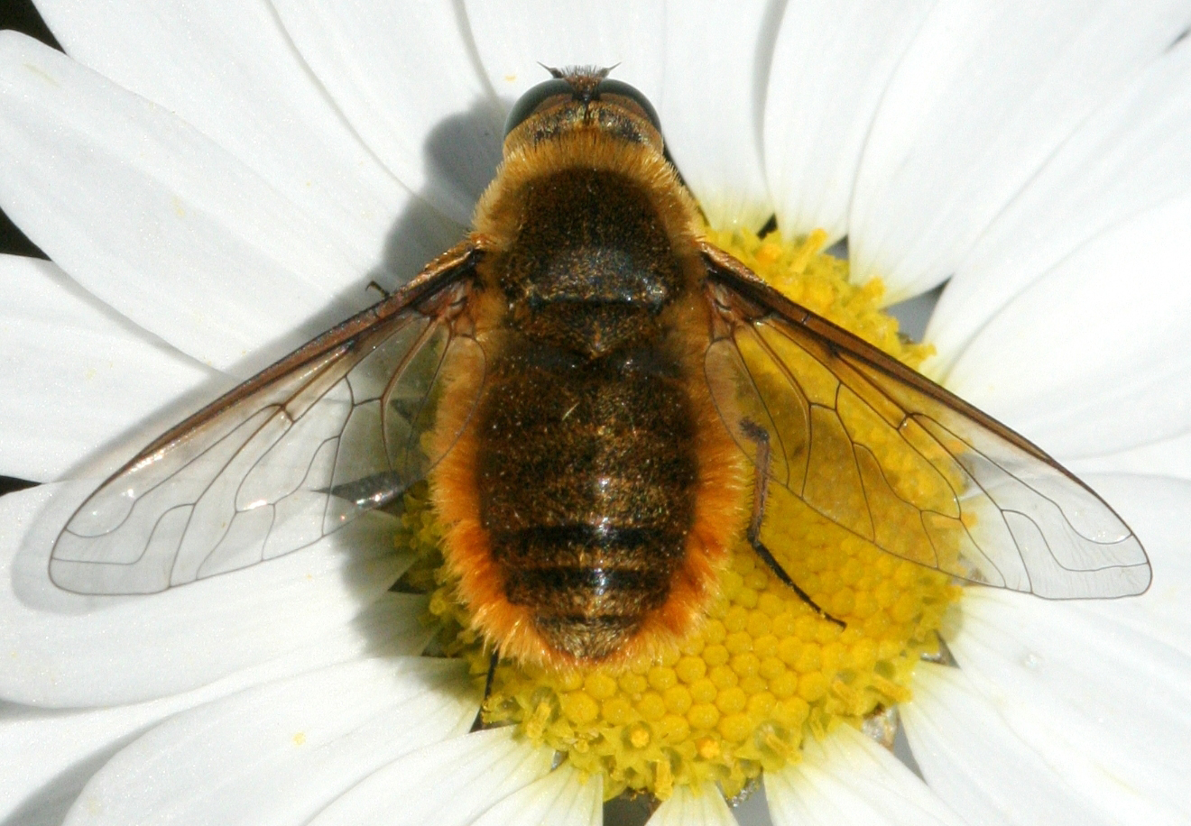 Bee Fly