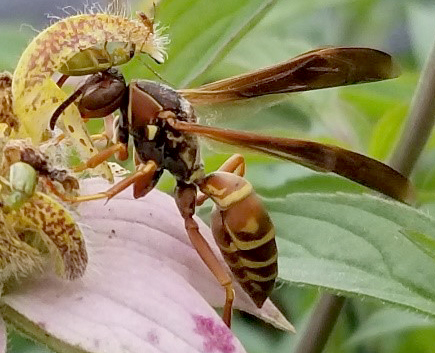 Paper wasp