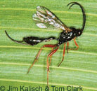 Ichneumonid wasp adult