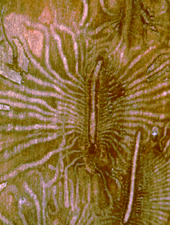 Dutch elm disease bark beetle