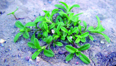 mouseear chickweed plant