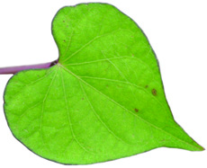 pitted morningglory leaf