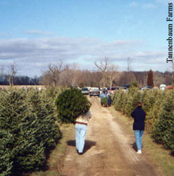 Christmas trees