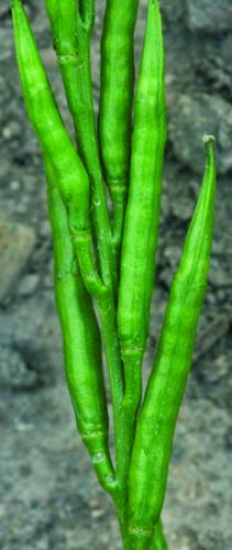 wild mustard fruit