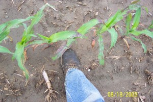 Anthracnose infected corn in field