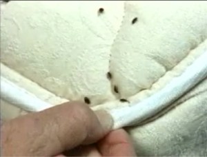 Bed Bugs On Mattress