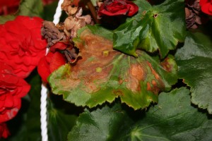 Begonia with ringspots on foliage