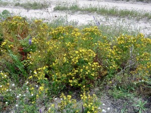 Common St. Johnswort in a field