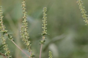 Common ragweed flowering branch