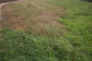 Cutworm damage to hay field