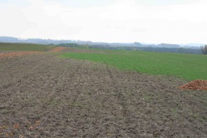 Cutworm damage to rye field