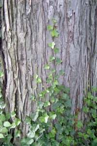 Ivy growing on tree
