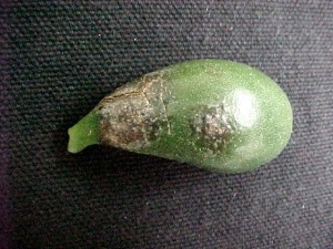 Jade-exhibiting-scabby-lesions-due-to-powdery-mildew-infection-300x225