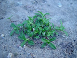 Mouseear chickweed plant