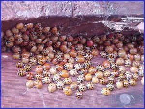 Congregating Multicolored Asian Lady Beetle Adults preparing for overwintering