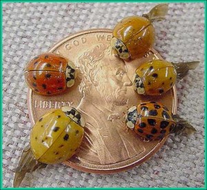 Multicolored Asian Lady Beetle Adults On A Penny