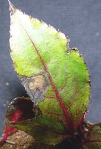Myrothecium lesion on New Guinea impatiens leaf