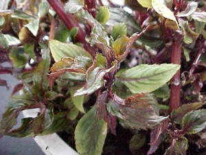 New Guinea impatiens foliage showing mottling and distortion