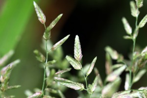 New stinkgrass spikelet