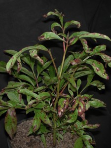 Peony plants infected with red spot