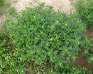Pineapple weed plant