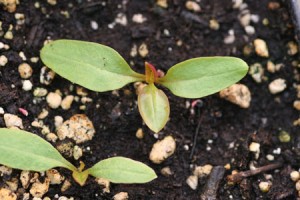 Pokeweed seedling