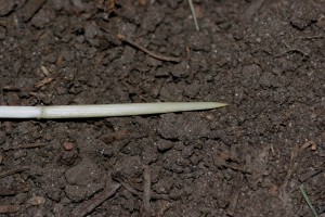 Quackgrass rhizome
