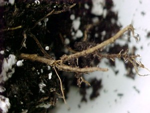 Rotted and discolored roots infected with Phytophthora root rot