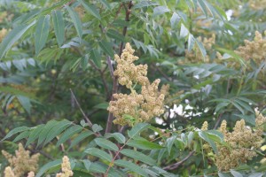 Staghorn sumac flower