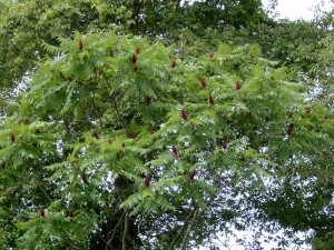 Staghorn sumac foliage fruit