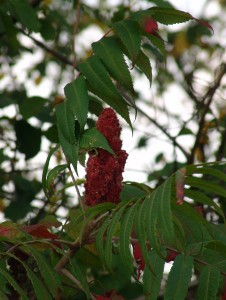 Staghorn sumac fruit 