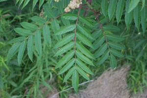 Staghorn sumac leaf