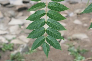 Tree of heaven leaf