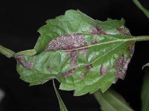 Upper surface of infected Rudbeckia leaf