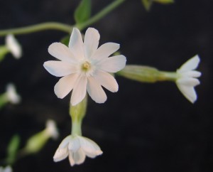 White campion flower